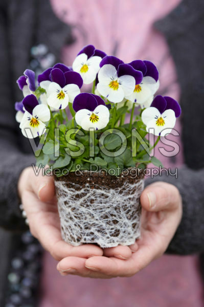 Viola cornuta Petit Viola cornuta Petit