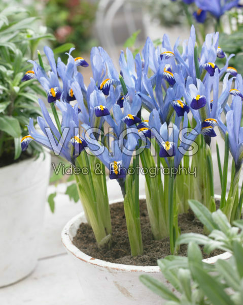 Iris reticulata Gordon Iris reticulata Gordon