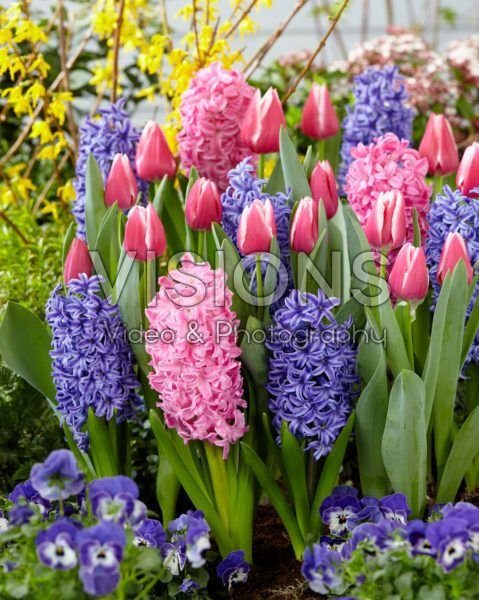 Tulipa Leo Visser, Hyacinthus gemengd Tulipa Leo Visser, Hyacinthus gemengd