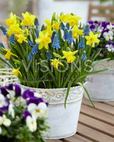 Narcissus Tete a Tete, Muscari Narcissus Tete a Tete, Muscari