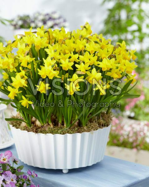 Narcissus Tete a Tete Narcissus Tete a Tete