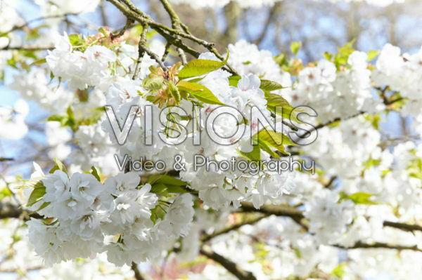 Spring blossom Spring blossom