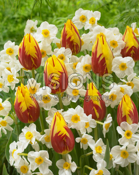 Tulipa Mickey Mouse, Narcissus Laurens Koster Tulipa Mickey Mouse, Narcissus Laurens Koster