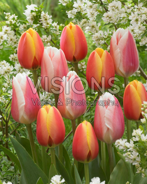 Tulipa Apeldoorn's Elite, Beau Monde Tulipa Apeldoorn's Elite, Beau Monde