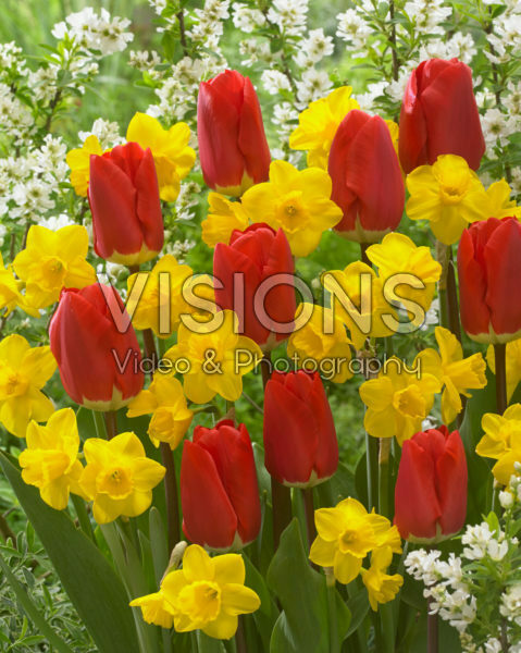 Tulipa Fostery King, Narcissus Quail Tulipa Fostery King, Narcissus Quail