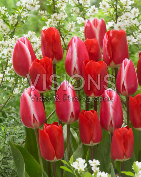Tulipa Candy Apple Delight, Fostery King Tulipa Candy Apple Delight, Fostery King