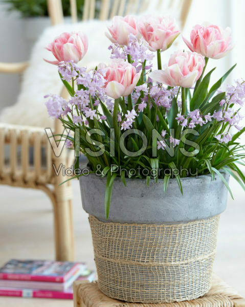 Tulipa Foxtrot Tulipa Foxtrot