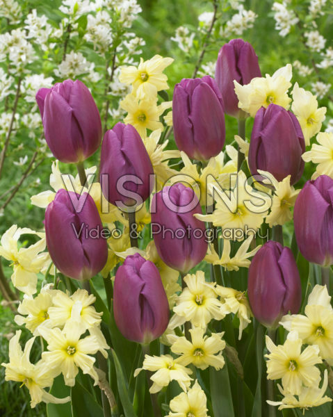 Tulipa Purple Flag, Narcissus Exotic Mystery Tulipa Purple Flag, Narcissus Exotic Mystery
