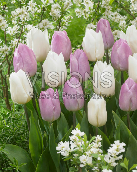 Tulipa Candy Prince, Tulipa White Prince Tulipa Candy Prince, Tulipa White Prince