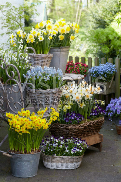 Spring flower collection Spring flower collection