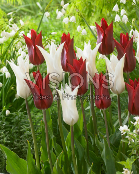 Tulipa Peter de Vries, Très Chic Tulipa Peter de Vries, Très Chic