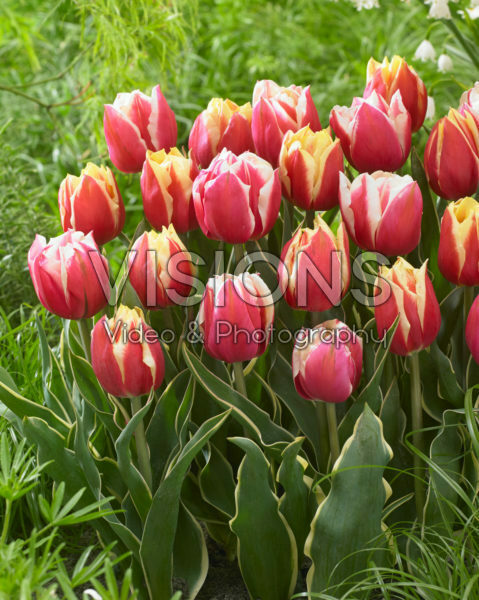 Tulipa Ophelia, Toplips Tulipa Ophelia, Toplips