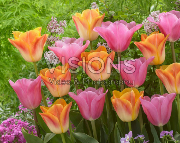 Tulipa Mistress, Salmon Dynasty Tulipa Mistress, Salmon Dynasty