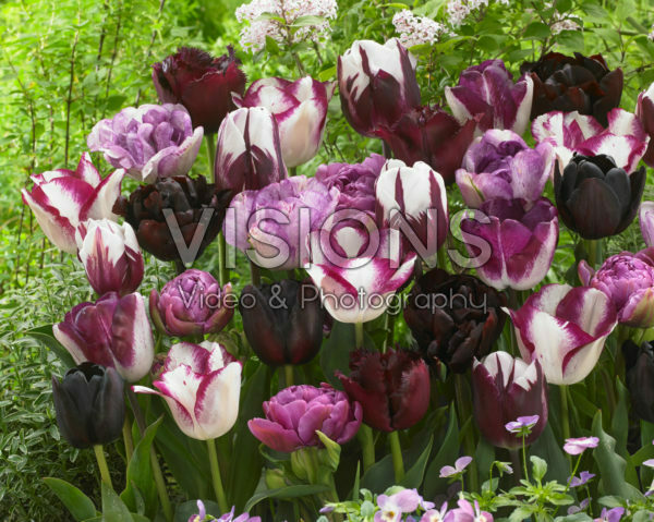 Tulipa mix in roze en paars Tulipa mix in roze en paars