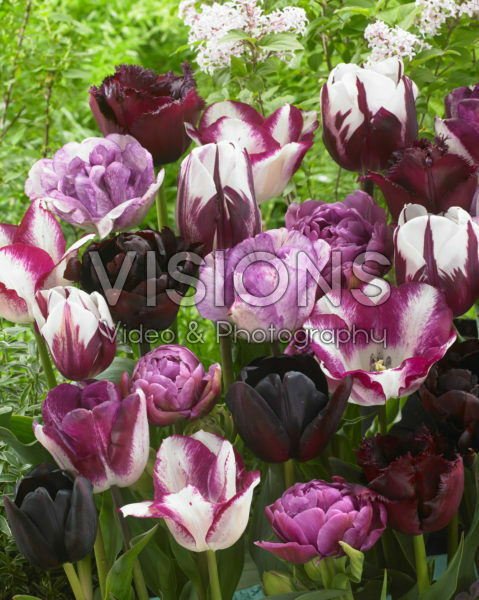 Tulipa mix in roze en paars Tulipa mix in roze en paars