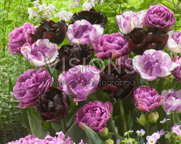 Tulipa dubbel mix in roze en paars Tulipa dubbel mix in roze en paars