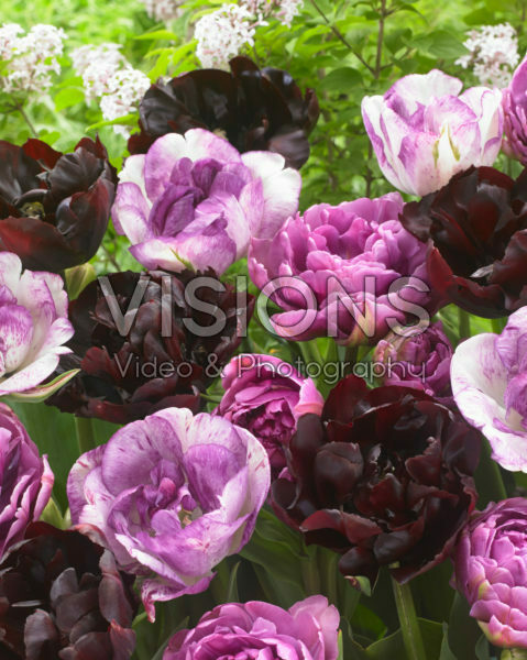 Tulipa dubbel mix in roze en paars Tulipa dubbel mix in roze en paars