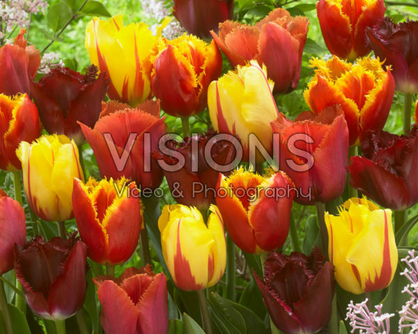 Tulipa crispa mix Tulipa crispa mix
