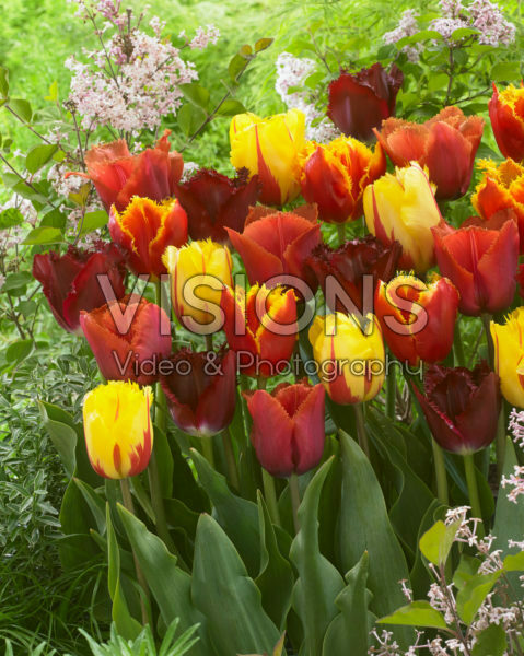 Tulipa crispa mix Tulipa crispa mix