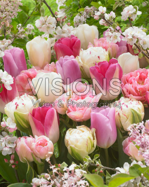 Tulipa mix in roze en wit Tulipa mix in roze en wit