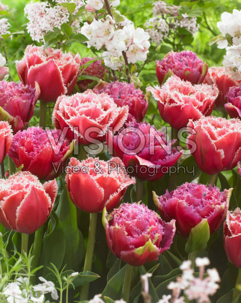 Tulipa Brest, Mascotte Tulipa Brest, Mascotte