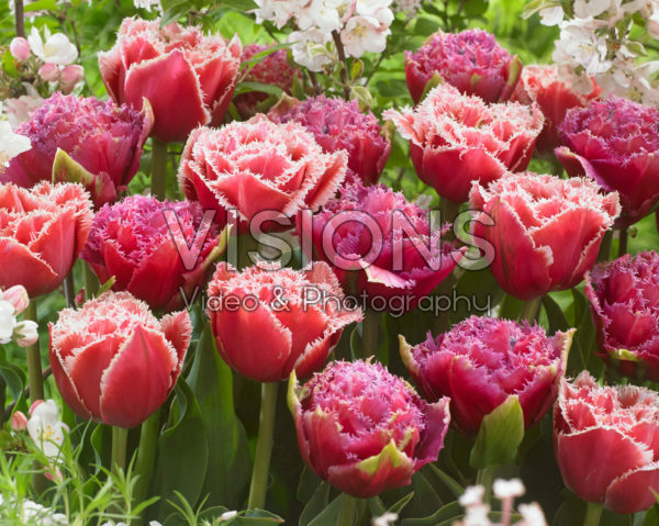 Tulipa Brest, Mascotte Tulipa Brest, Mascotte