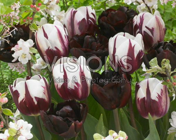 Tulipa Rems Favourite, Palmyra Tulipa Rems Favourite, Palmyra