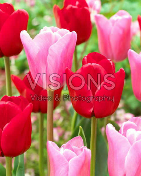 Tulipa Unique de France, Mistress
Tulipa Unique de France, Mistress