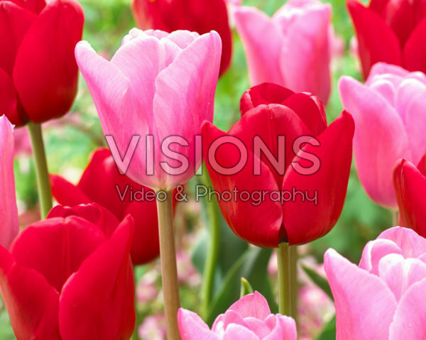 Tulipa Unique de France, Mistress
Tulipa Unique de France, Mistress