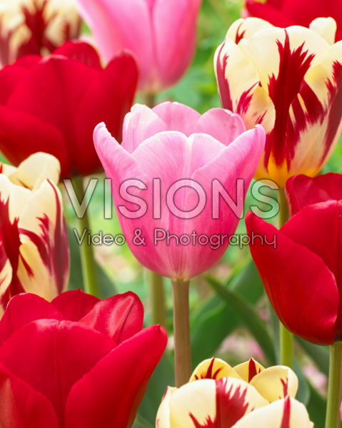 Tulipa triumf mix Tulipa triumf mix