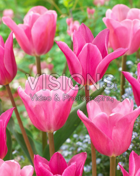 Tulipa Jazz, Tulipa Mistress Tulipa Jazz, Tulipa Mistress