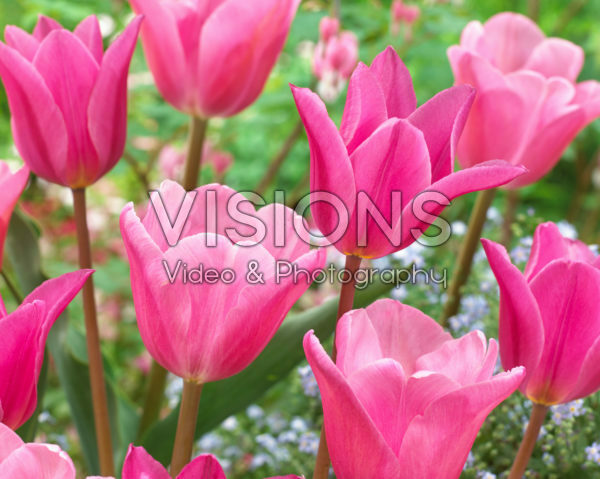 Tulipa Jazz, Tulipa Mistress Tulipa Jazz, Tulipa Mistress