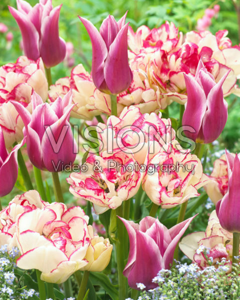 Tulipa Ballade, Belicia Tulipa Ballade, Belicia