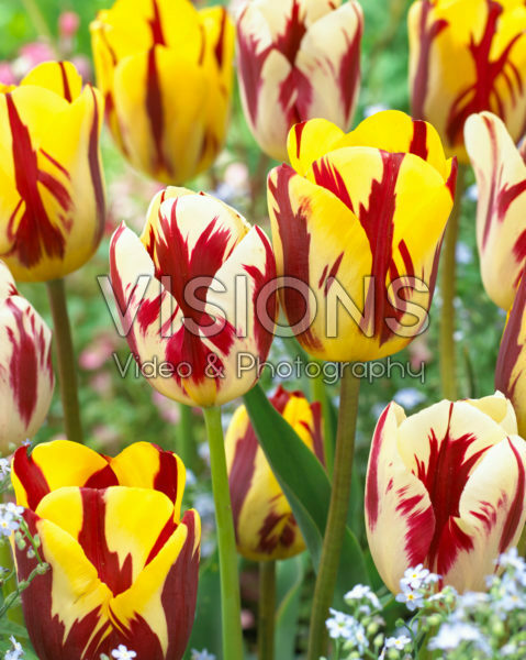 Tulipa Grand Perfection, Helmar Tulipa Grand Perfection, Helmar