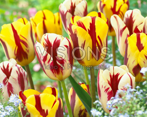 Tulipa Grand Perfection, Helmar Tulipa Grand Perfection, Helmar
