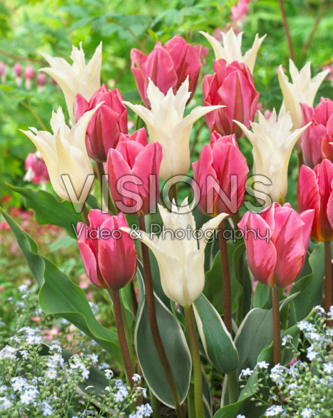 Tulipa Tres Chic, Pretty Princess Tulipa Tres Chic, Pretty Princess