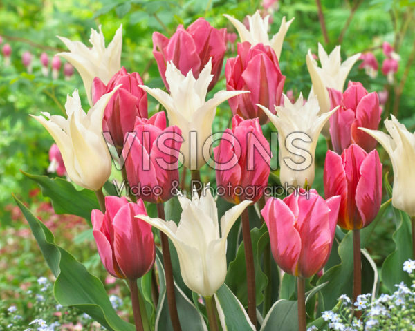 Tulipa Tres Chic, Pretty Princess Tulipa Tres Chic, Pretty Princess