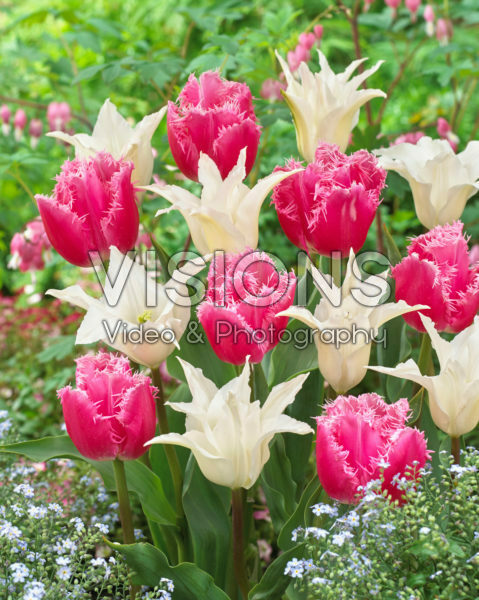 Tulipa Tres Chic, Cacharel Tulipa Tres Chic, Cacharel