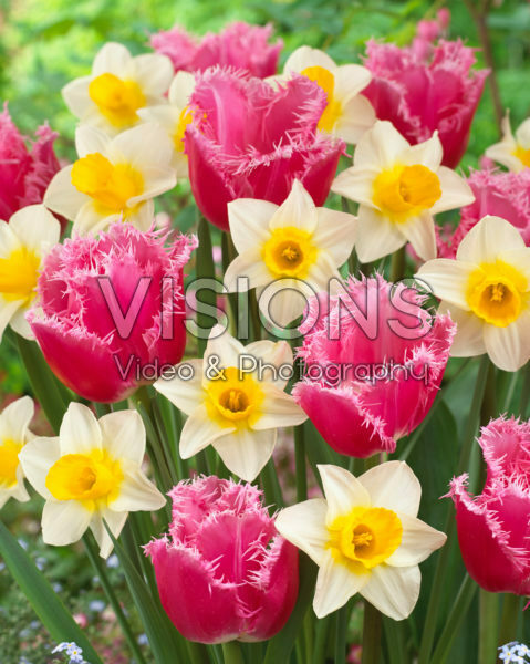 Narcissus Mrs Iwasa Masako, Tulipa Cacharel Narcissus Mrs Iwasa Masako, Tulipa Cacharel