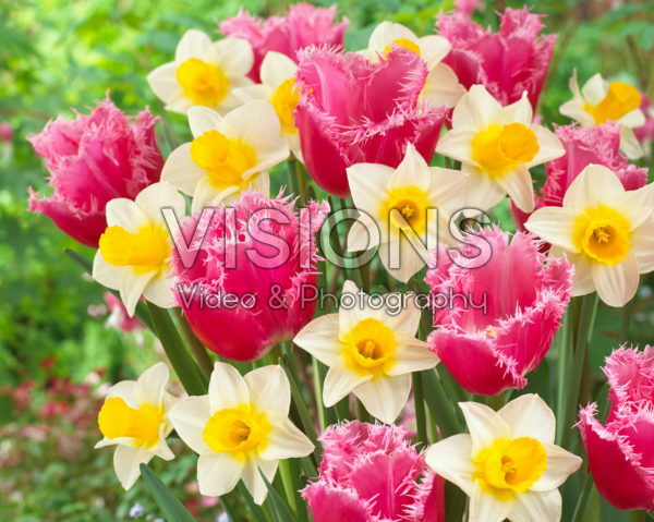 Narcissus Mrs Iwasa Masako, Tulipa Cacharel Narcissus Mrs Iwasa Masako, Tulipa Cacharel