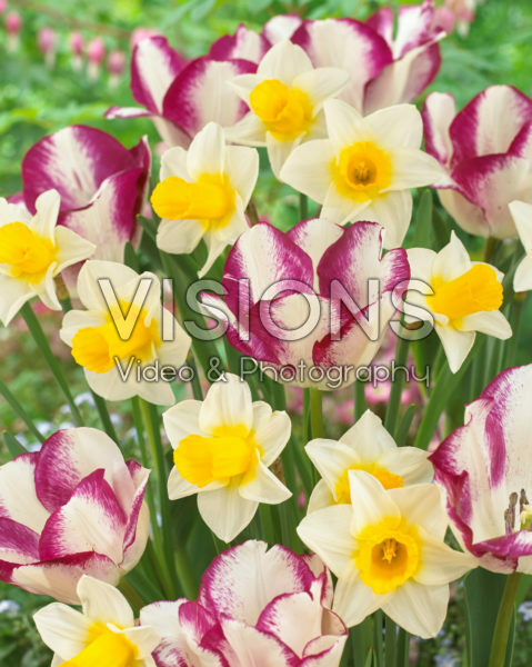 Narcissus Mrs Iwasa Masako, Tulipa Affaire Narcissus Mrs Iwasa Masako, Tulipa Affaire