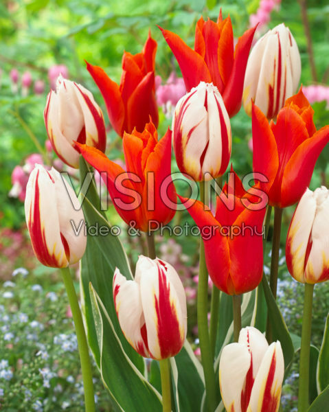 Tulipa Ballerina, Carnaval de Rio Tulipa Ballerina, Carnaval de Rio