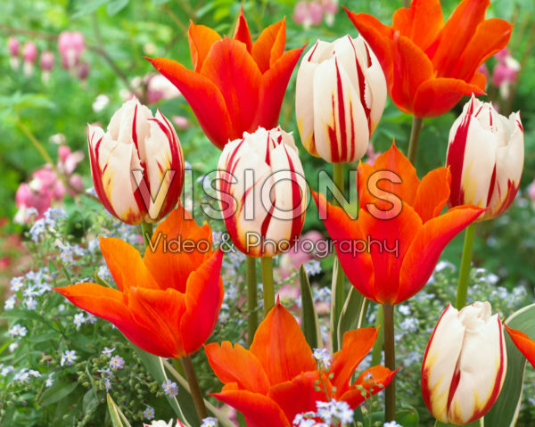 Tulipa Ballerina, Carnaval de Rio Tulipa Ballerina, Carnaval de Rio
