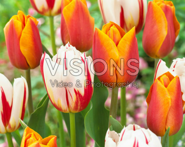 Tulipa Jannekes Orange, Carnaval de Rio Tulipa Jannekes Orange, Carnaval de Rio