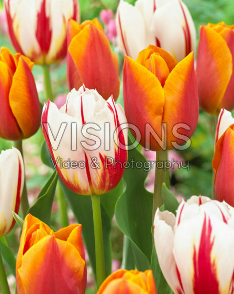 Tulipa Jannekes Orange, Carnaval de Rio Tulipa Jannekes Orange, Carnaval de Rio