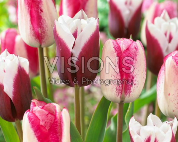 Tulipa Playgirl, Spitsbergen Tulipa Playgirl, Spitsbergen