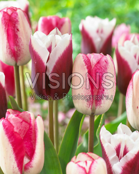 Tulipa Playgirl, Spitsbergen Tulipa Playgirl, Spitsbergen