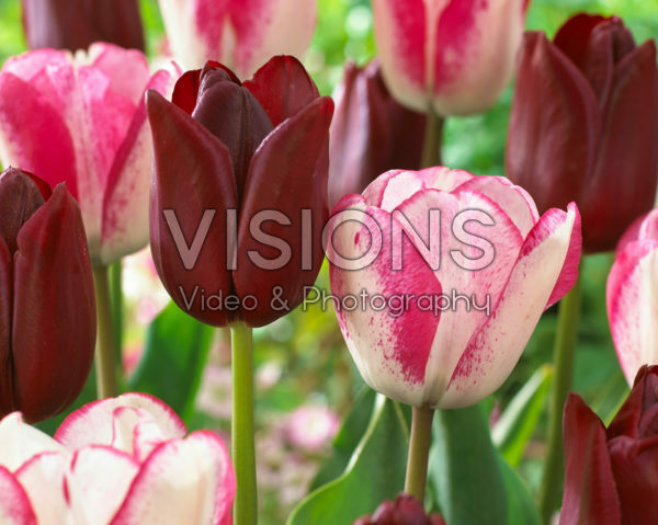 Tulipa National Velvet, Playgirl Tulipa National Velvet, Playgirl