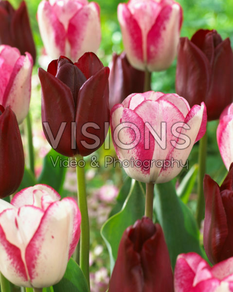 Tulipa National Velvet, Playgirl Tulipa National Velvet, Playgirl