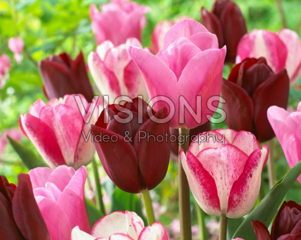 Tulipa mix in roze en rood Tulipa mix in roze en rood